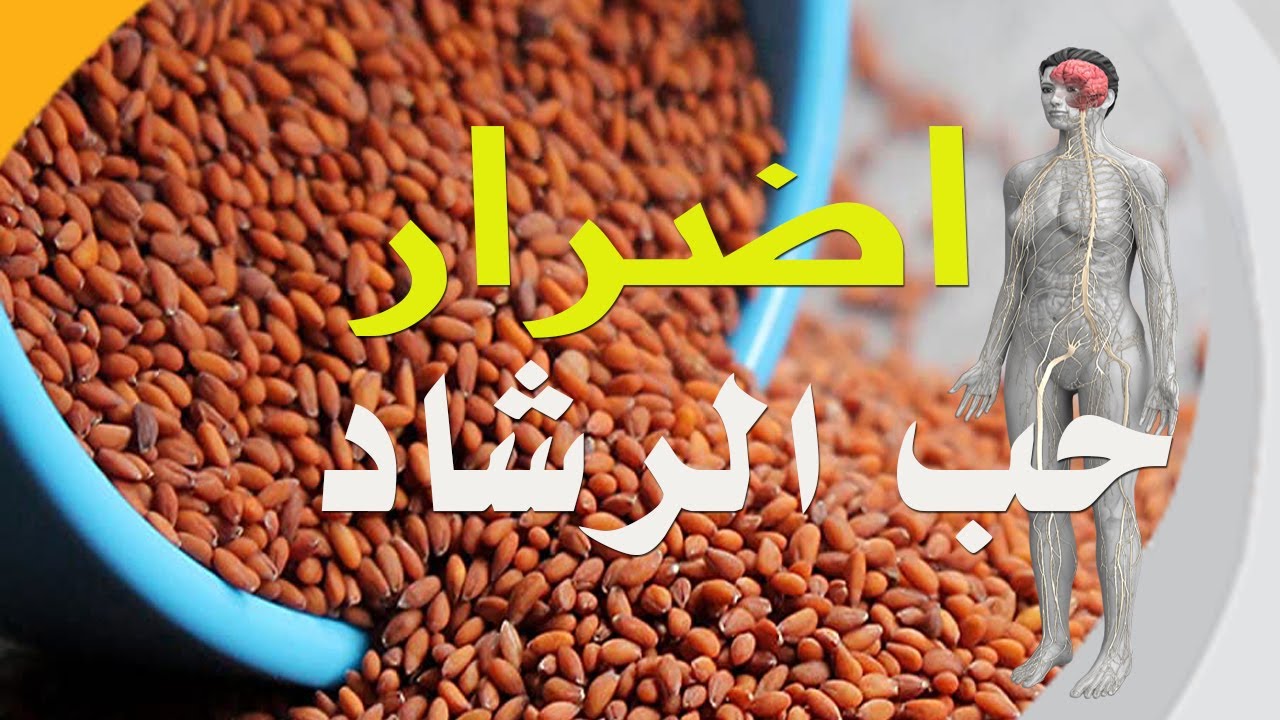 ماهي أضرار حب الرشاد وموانع الاستعمال